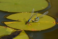 David Plant Photography - Wildlife Photography - Small red-eyed damselfly - B